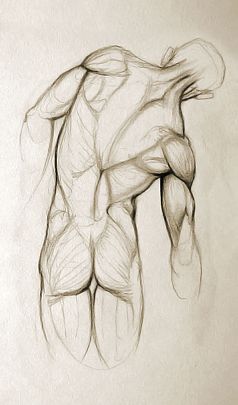 471x800 Human Anatomy For Animators - Muscular Body Sketch