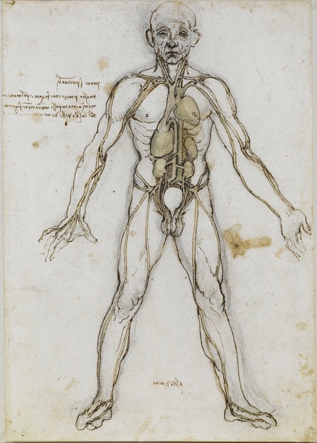 620x866 List Of Internal Rotators Of The Human Body - Muscular Body Sketch
