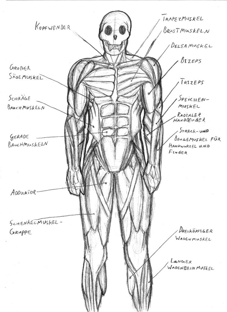 762x1048 Sketch Of Human Muscle Body White And Black Human Muscular System - Muscular Body Sketch