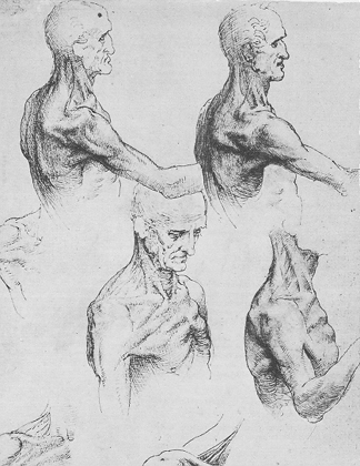 324x420 The History Of Muscles - Muscular Body Sketch