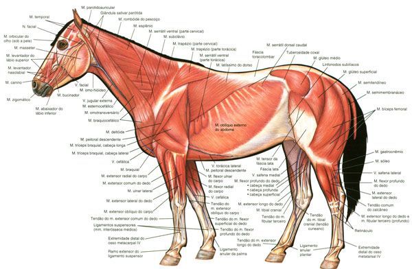600x392 Horse Muscle Diagram Games - Muscular System Sketch