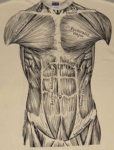 229x300 Muscles Leslie Arwin Muscular System Anatomy Science Biology 2 - Muscular System Sketch