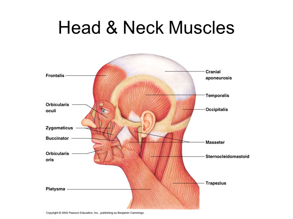 960x720 Muscular System - Muscular System Sketch