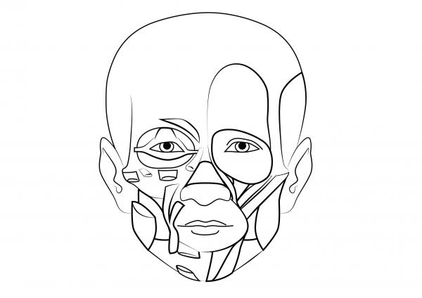 600x424 Muscular System Blank Diagrams - Muscular System Sketch