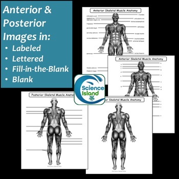 350x350 Muscular System Diagrams Study, Label, Quiz Amp Color By Science Island - Muscular System Sketch