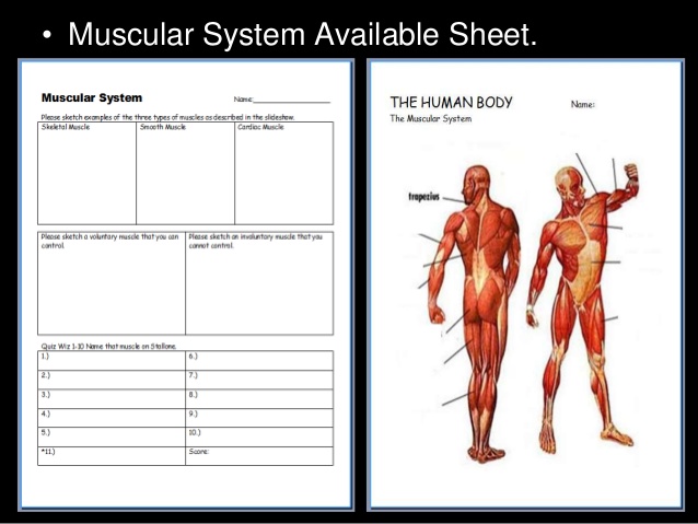 638x479 Muscular System Lesson Powerpoint, Muscles, Human Body Unit - Muscular System Sketch