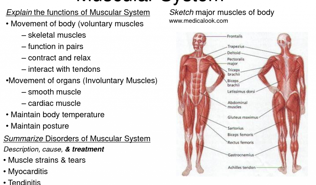 1024x600 Muscular System Major Parts - Muscular System Sketch