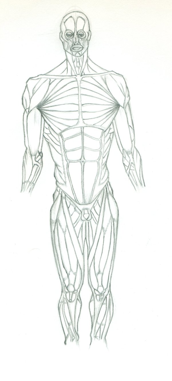 601x1328 Muscular System Practice By Eyad Mangafreak - Muscular System Sketch