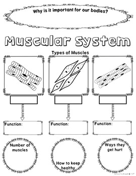 270x350 Muscular System Sketch Notes Graphic Organizer Review Activity For - Muscular System Sketch