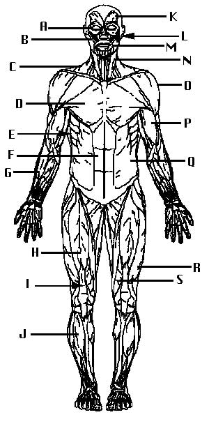 300x608 Muscular System - Muscular System Sketch