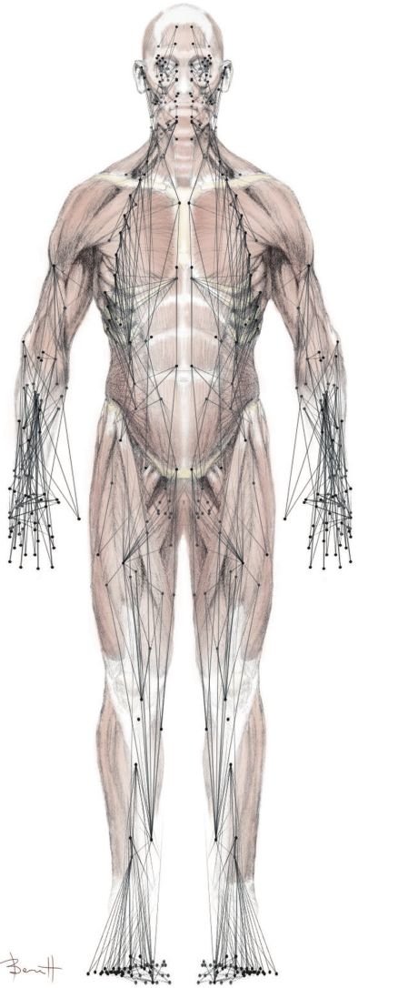 438x1086 Network Model Of The Musculoskeletal System Predicts Compensatory - Muscular System Sketch