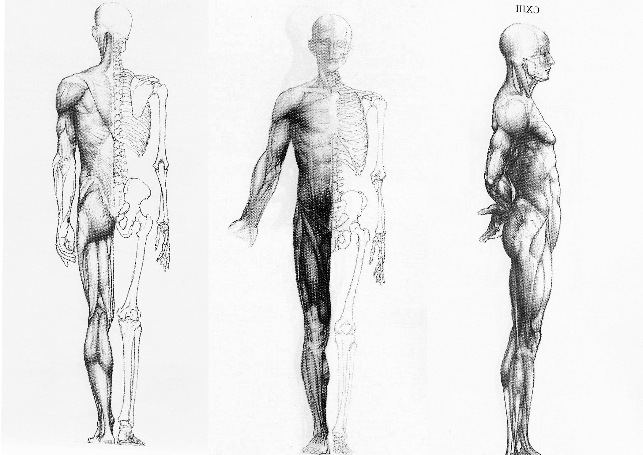 2100x1488 Sketch Of Human Muscle Body White And Black Human Muscular System - Muscular System Sketch