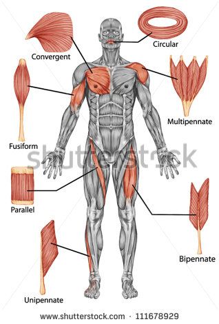 318x470 Vfa - Muscular System Sketch