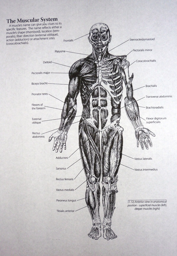 muscular system easy to draw