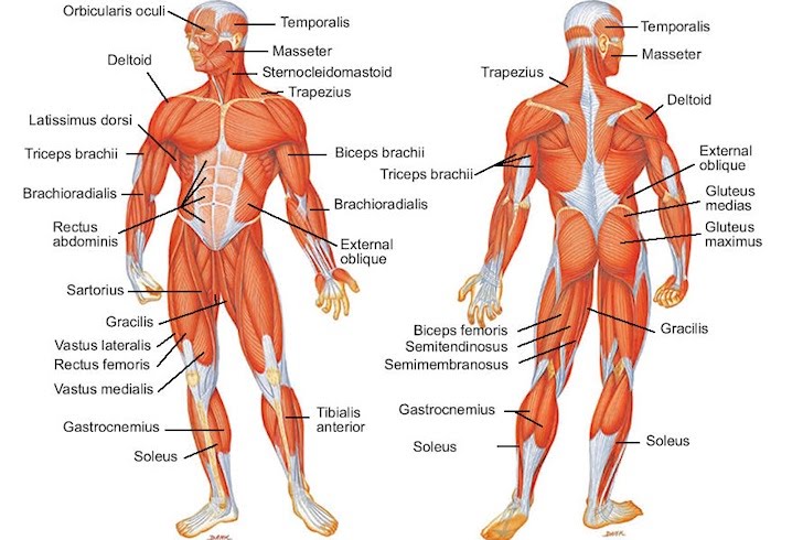 728x490 Diagrams - Muscular System Sketch