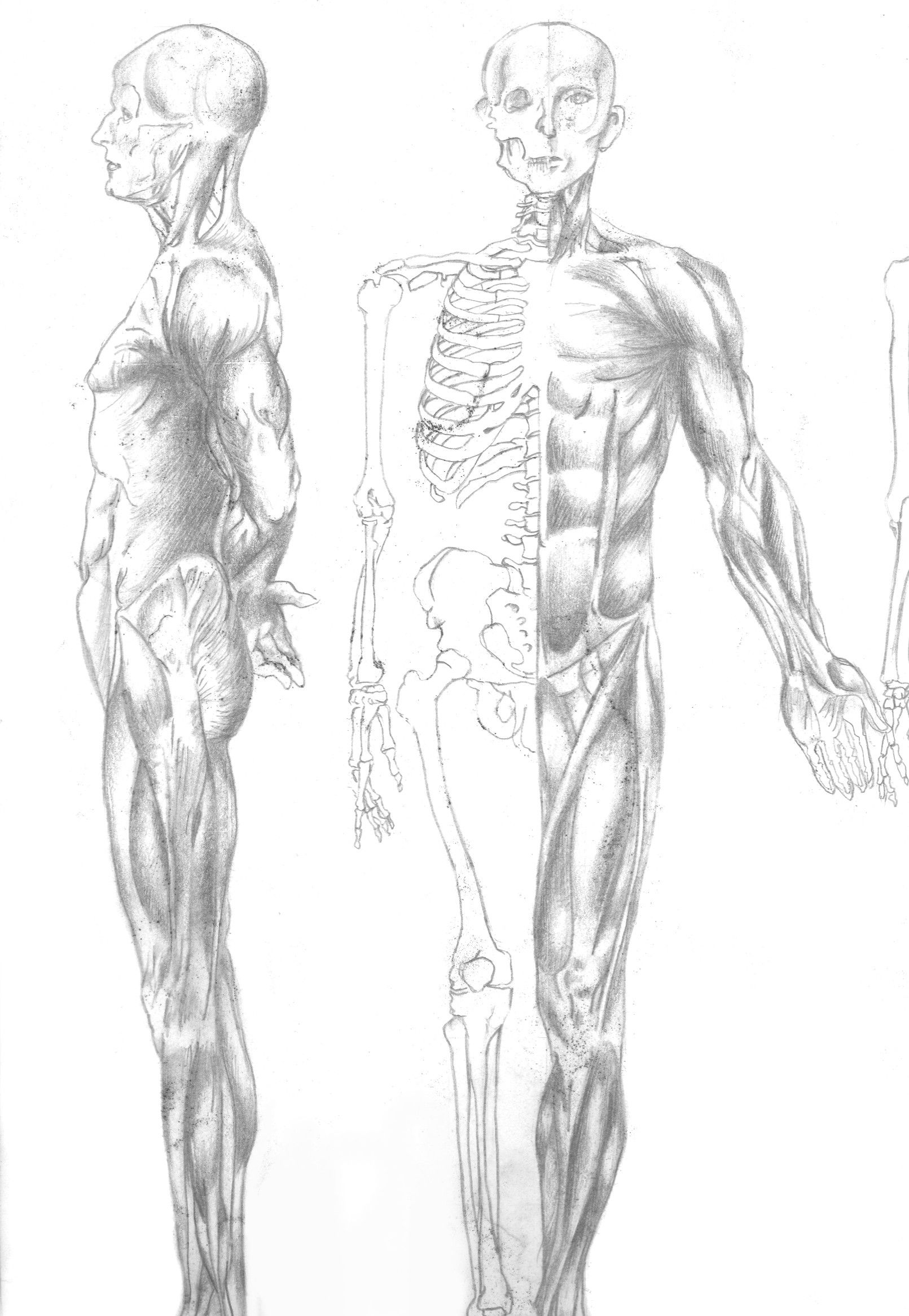 1611x2332 Anatomy Class 1983 84, Requires Us To Sketch The Muscular System W - Muscular System Sketch