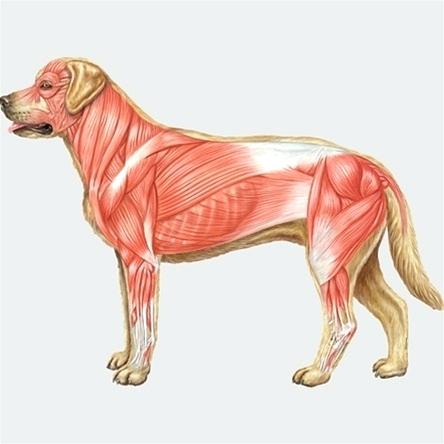 444x444 Dog Anatomy Muscles Muscular System And Chart Free - Muscular System Sketch