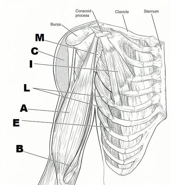 553x600 Exercise 15 Gross Anatomy Of The Muscular System Flashcards - Muscular System Sketch