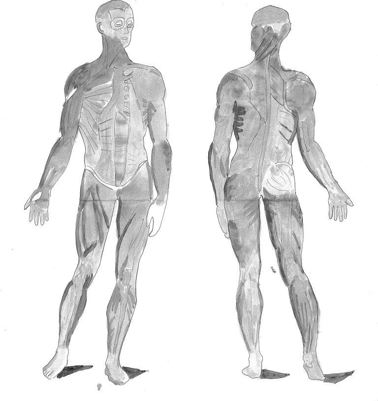 768x815 Filesketch Muscle Front And Back.jpg - Muscular System Sketch