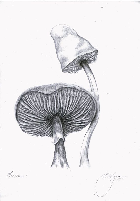 570x815 Drawn Mushroom Pencil Sketch - Mushroom Sketch