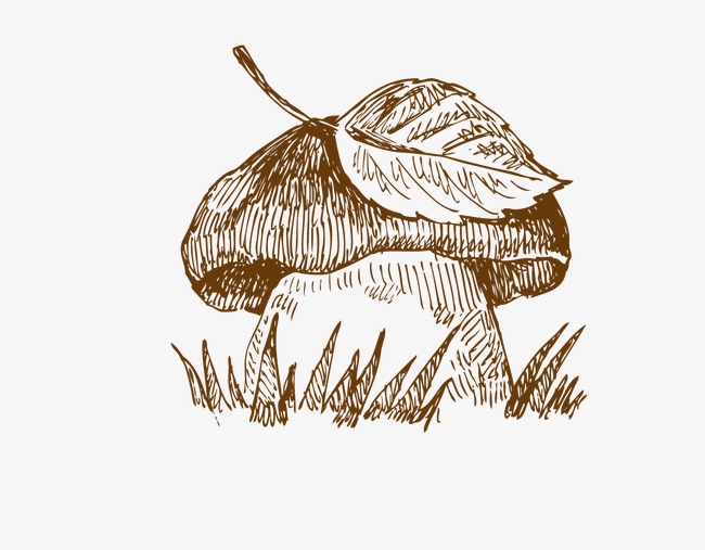 650x507 Hand Drawn Mushrooms, Hand Painted, Mushroom, Sketch Png And - Mushroom Sketch