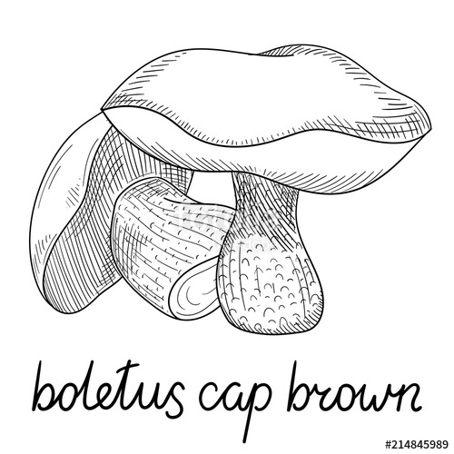 500x500 Hand Drawn Boletus Mushroom Sketch Isolated On White. Stock Image - Mushroom Sketch