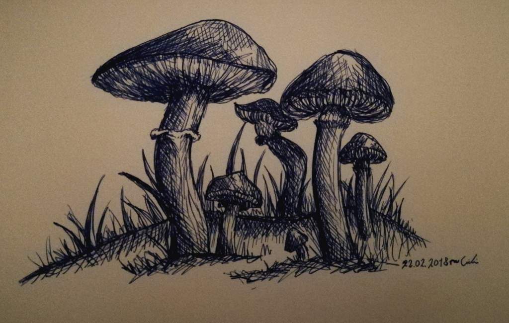 1024x650 Mushroom Sketch Art Amino - Mushroom Sketch