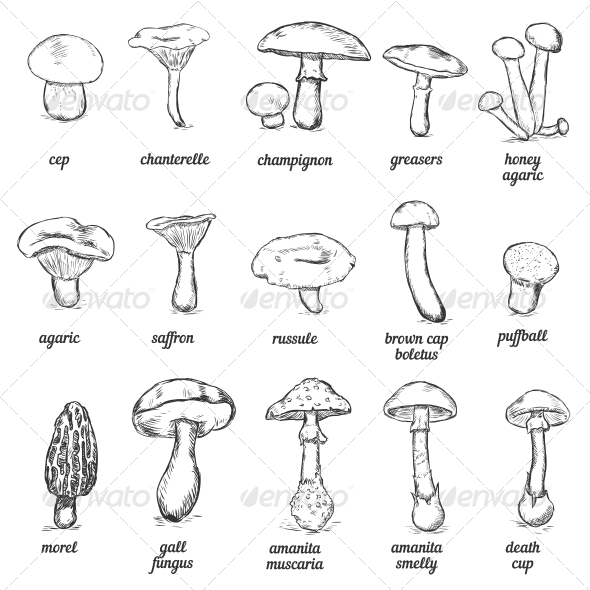590x590 Sketches Of Mushrooms By Nikiteev Graphicriver - Mushroom Sketch