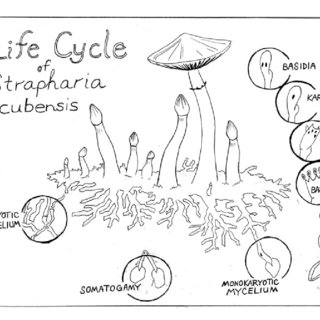 320x320 The Lifecycle Of A Mushroom. Sketch By Grant Trowbridge And - Mushroom Sketch