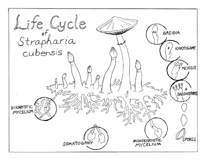 850x657 The Lifecycle Of A Mushroom. Sketch By Grant Trowbridge And - Mushroom Sketch