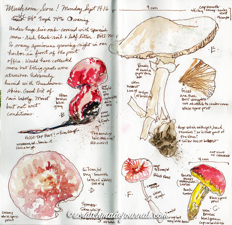 750x727 Drawing Amp Painting Mushrooms Scratchmade Journal - Mushroom Sketch