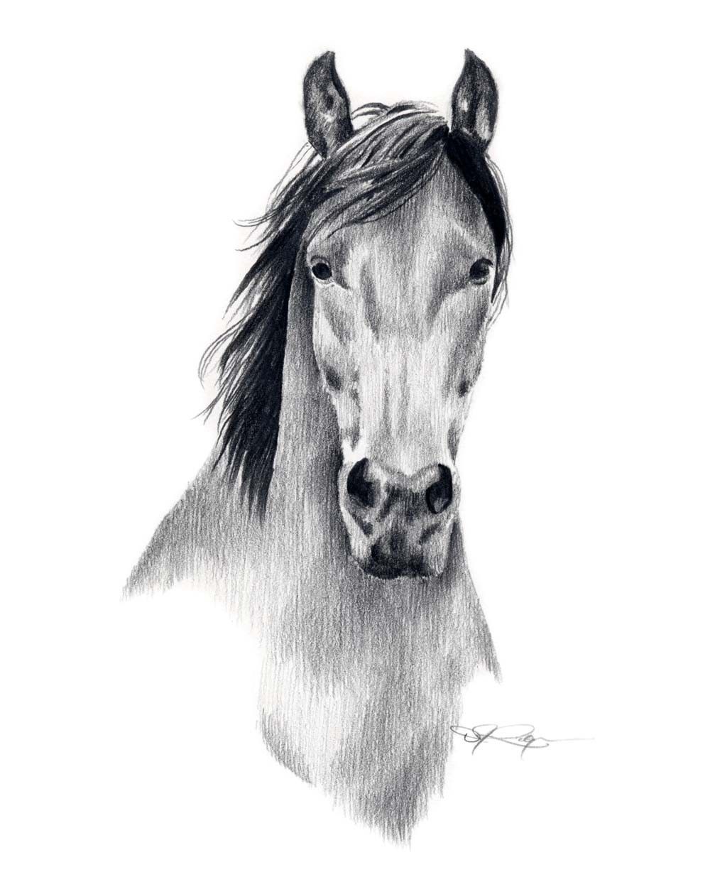 1000x1235 Mustang Horse Pencil Drawing Art Print By Artist Dj Rogers Art - Mustang Horse Sketch