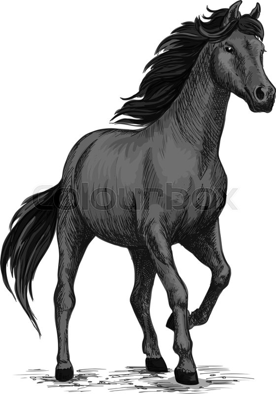 560x800 Wild Black Mustang Stallion Standing And Stomping With Hoof. For - Mustang Horse Sketch