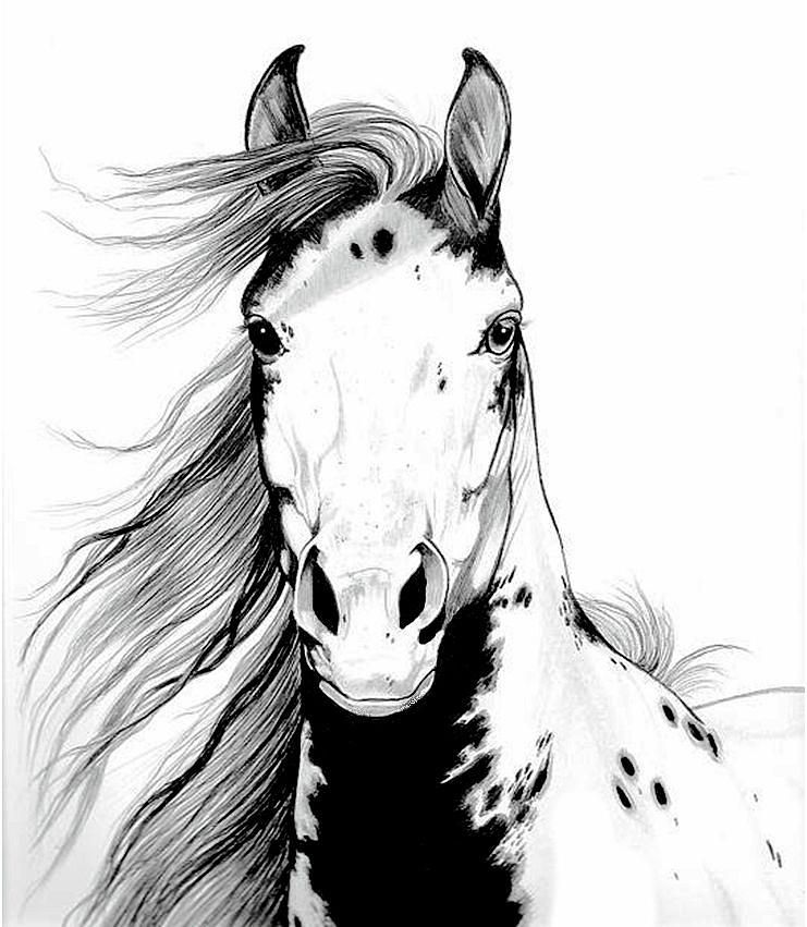 741x851 A Wild Mustang I Called Geronimo By Cheryl Poland Art - Mustang Horse Sketch