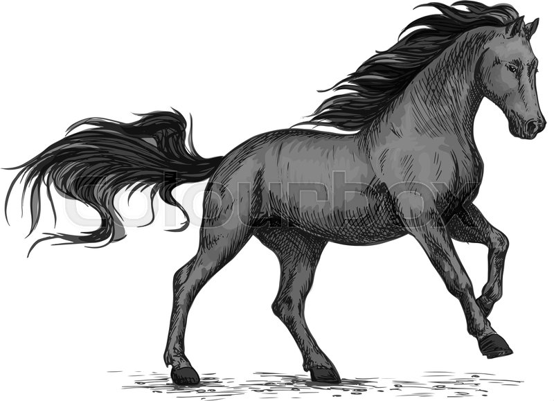 800x579 Black Mustang Stallion Racing Or Galloping. Vector Horse Sketch - Mustang Horse Sketch