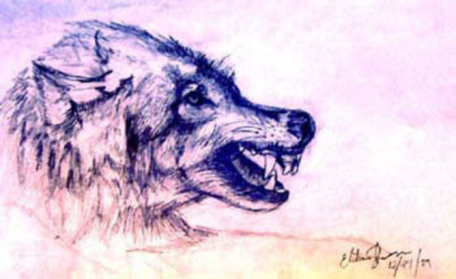 640x391 Elisha Sherman Artwork Mohegan Wolf Original Drawing Pencil - Mystical Sketch