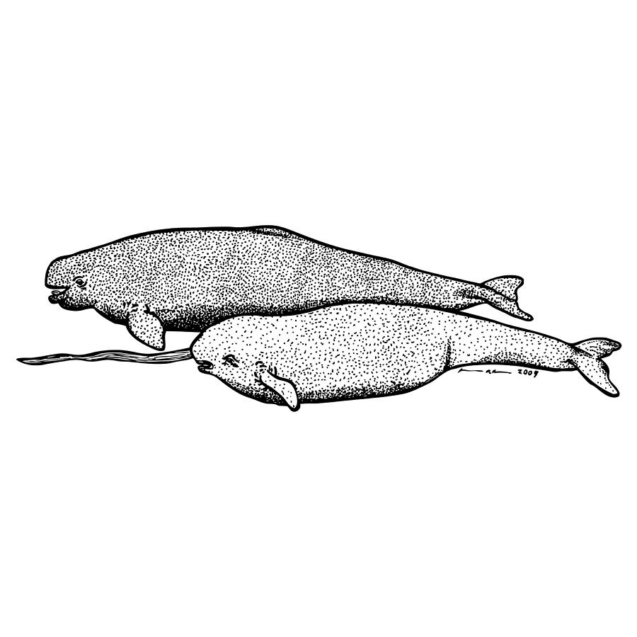 900x900 Narwhal And Beluga Whales Drawing By Karl Addison - Narwhal Sketch