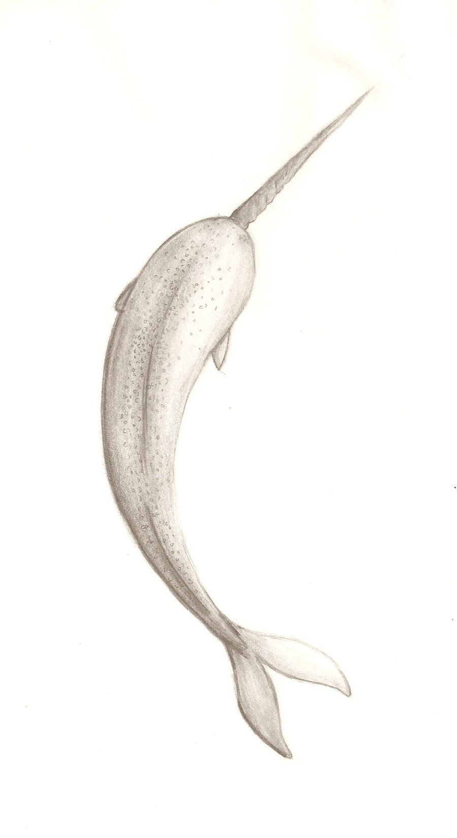 900x1649 Narwhal Sketch By On @ - Narwhal Sketch