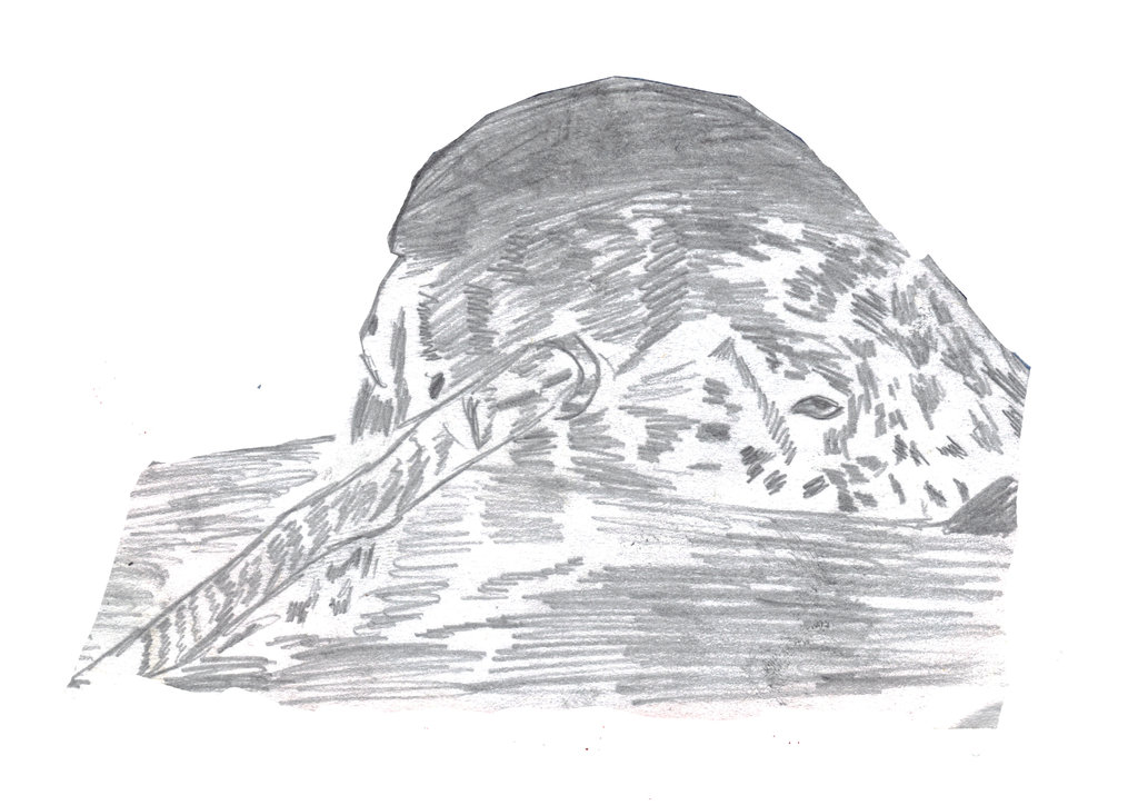 1024x724 Narwhal Sketch By Whistle72 - Narwhal Sketch