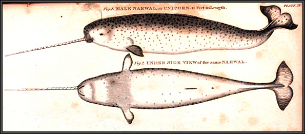 595x261 Narwhal Tusks - Narwhal Sketch