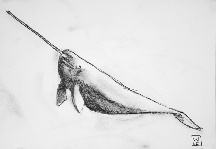 725x500 Narwhal Graphite Drawing Will Lineberger Eskridge - Narwhal Sketch