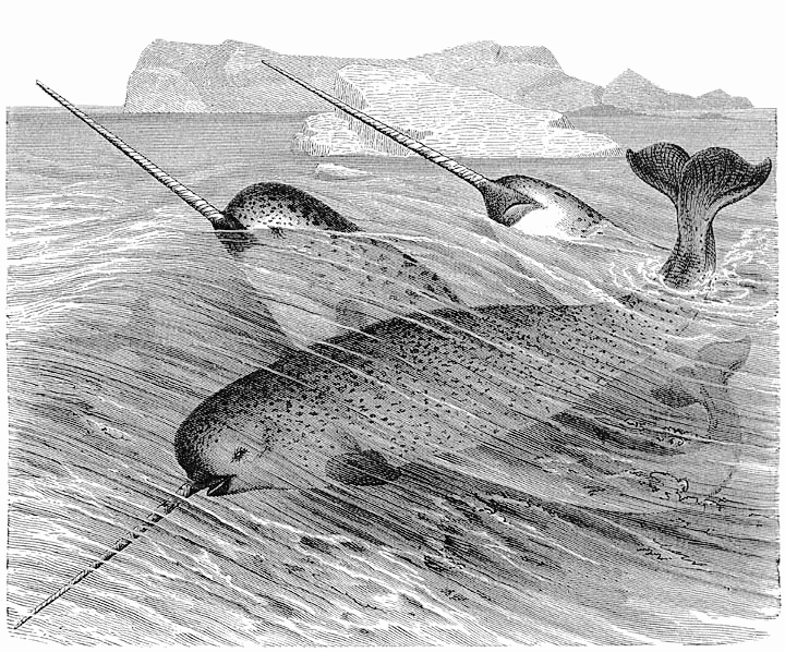 720x598 Narwhal Sketch - Narwhal Sketch