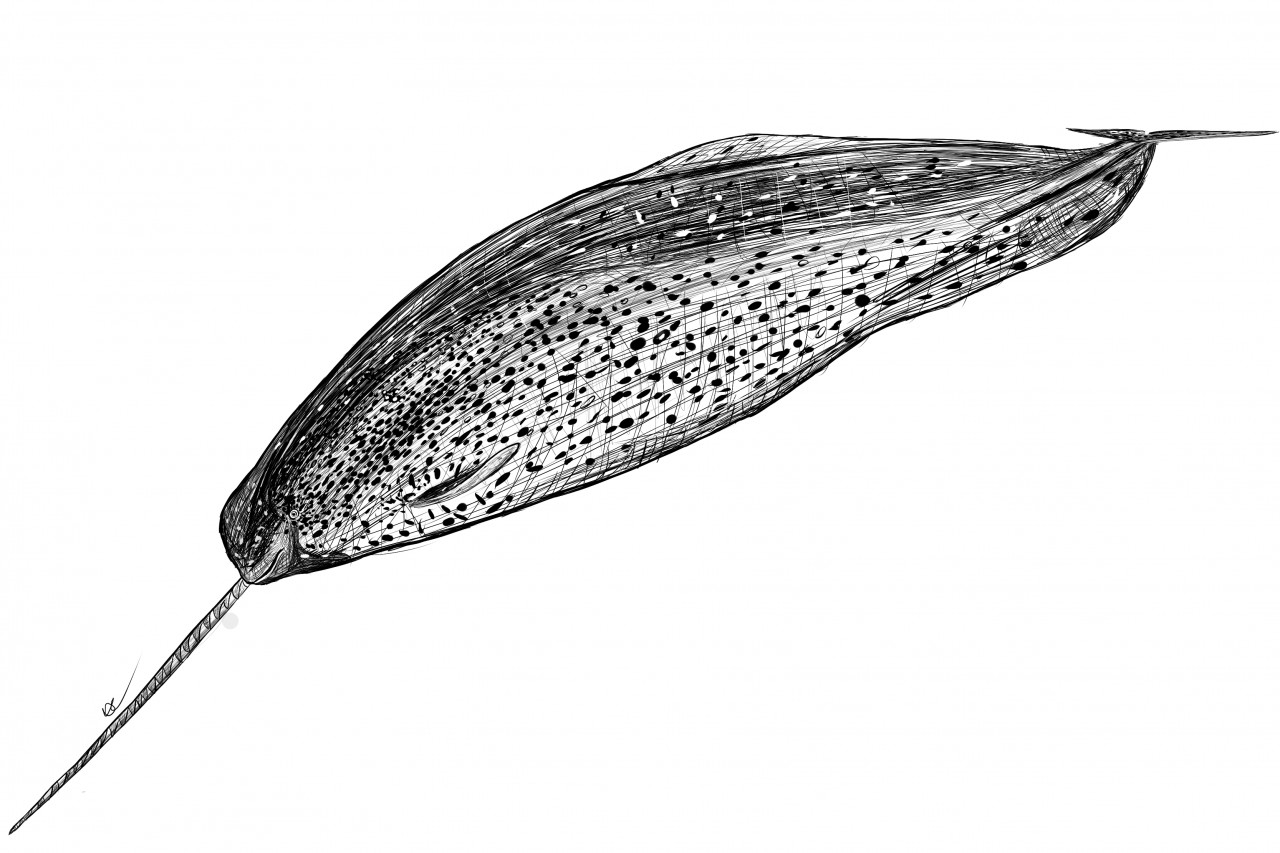 1280x853 Narwhal Sketch By Orkydorky - Narwhal Sketch