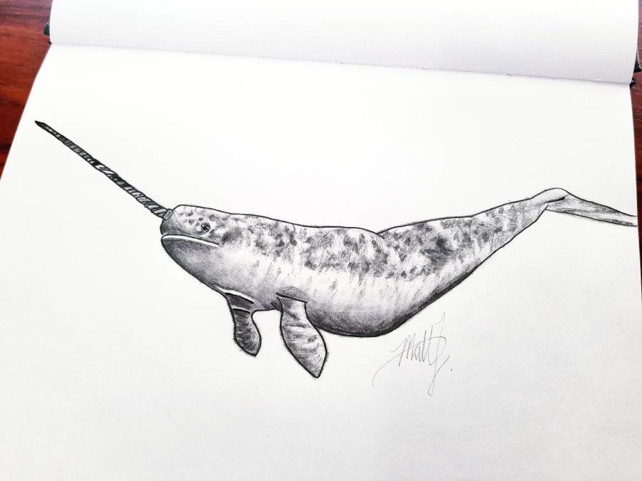 Narwhal Sketch at PaintingValley.com | Explore collection of Narwhal Sketch