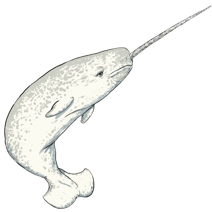 700x700 Narwhal Drawing - Narwhal Sketch