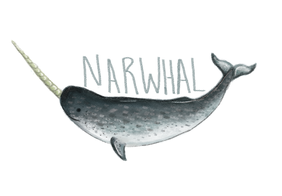 Narwhal Sketch at PaintingValley.com | Explore collection of Narwhal Sketch