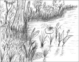 272x212 Simple Nature Drawings - Nature Images Sketch