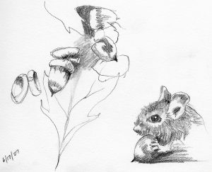 300x243 Nature Sketching For Everyone - Nature Sketch Images