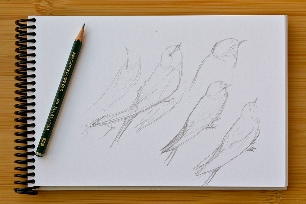 1000x667 Toronto Nature Sketch Team! Alan Li - Nature Sketch Images