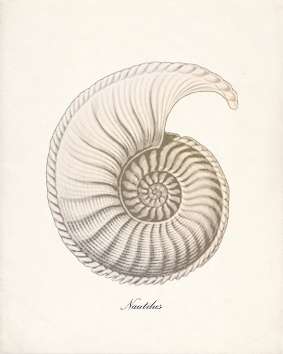 570x713 Drawn Shell Spiral Shell - Nautilus Shell Sketch